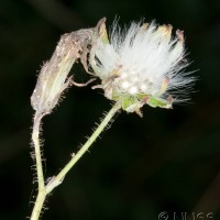 Blue-sow-thistle